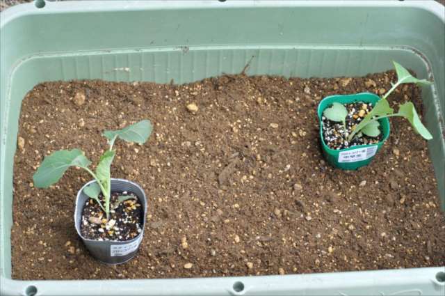 に 野菜 植える 月 4 4月に植える野菜12選｜プランターでも栽培できるおすすめの種類は？｜🍀GreenSnap（グリーンスナップ）