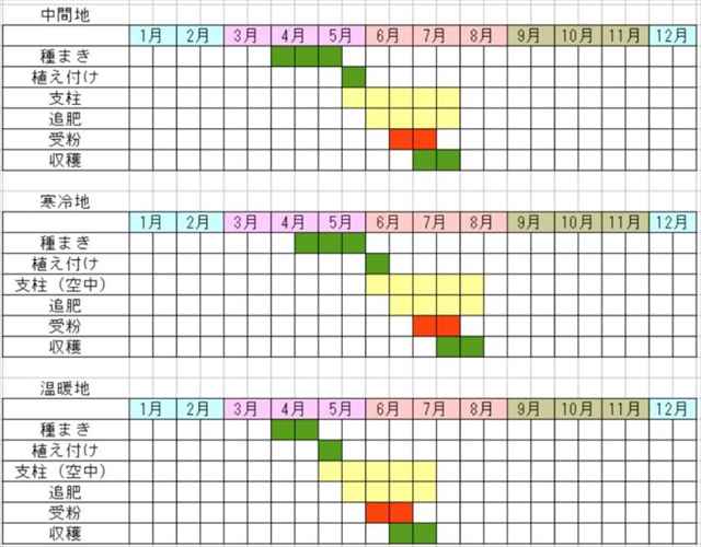 トウモロコシの栽培カレンダー